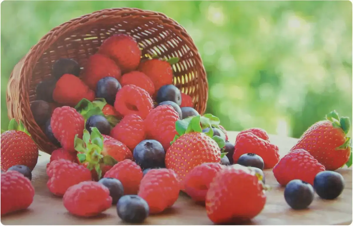 Kiedy sadzi się truskawki, aby uzyskać największe plony w ogrodzie