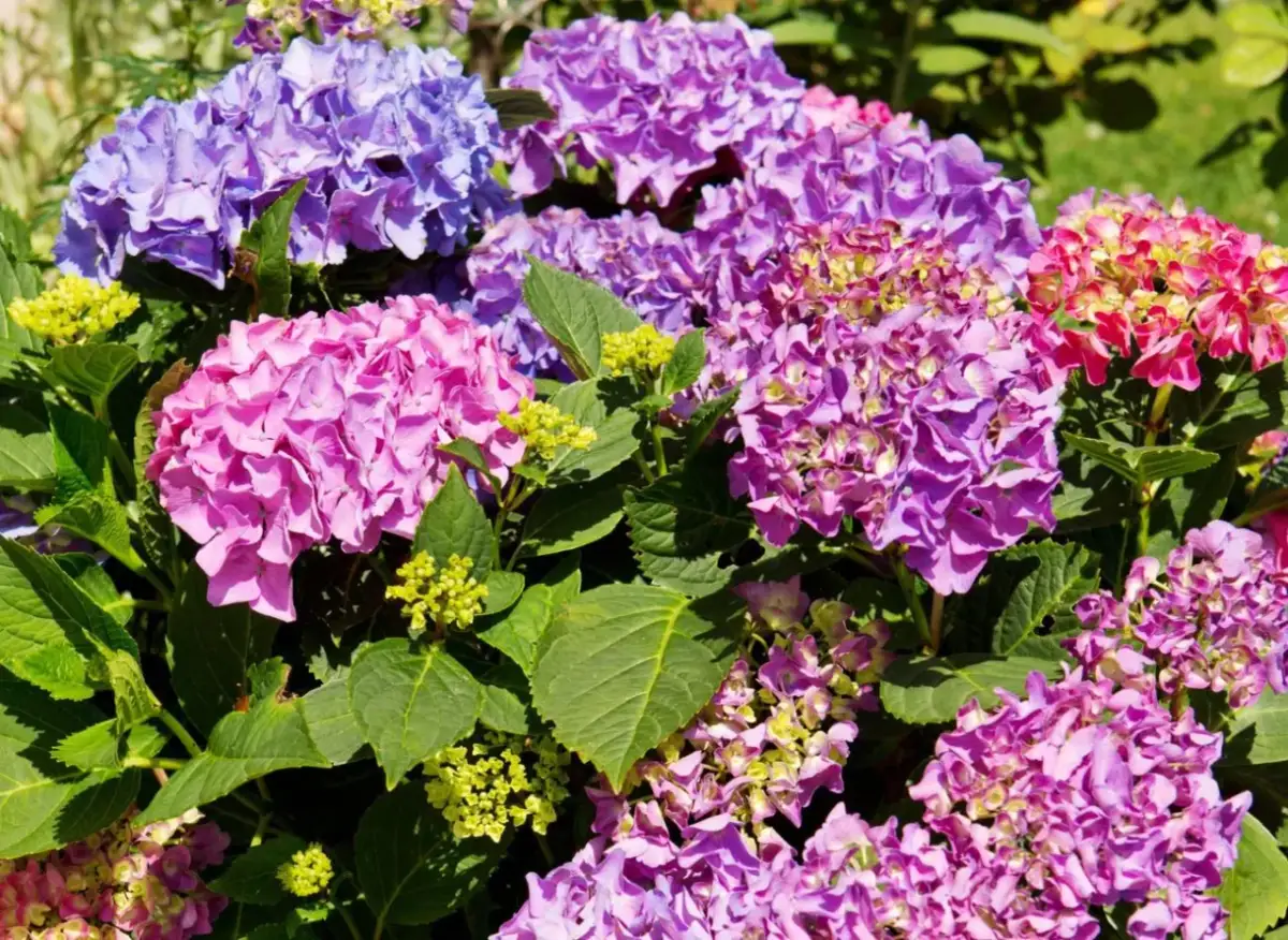 Jak zrobić naturalny nawóz do hortensji, by zapewnić im zdrowy wzrost