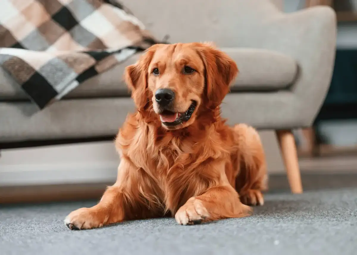 Złoty retriever leży na dywanie obok kanapy. Wskazówki, jak zostawić szczeniaka samego w domu, by czuł się bezpiecznie.