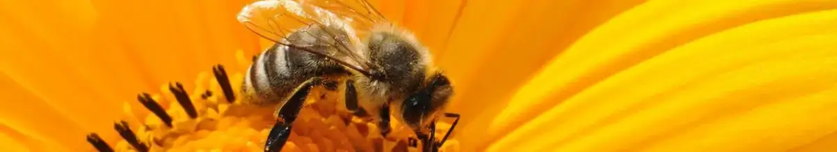 Pszczółka Maja – kto śpiewa kultową piosenkę i jej tajemnice?