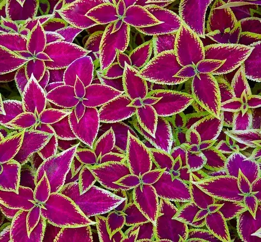 Kiedy siać koleusy z nasion? Terminy i porady dla sukcesu