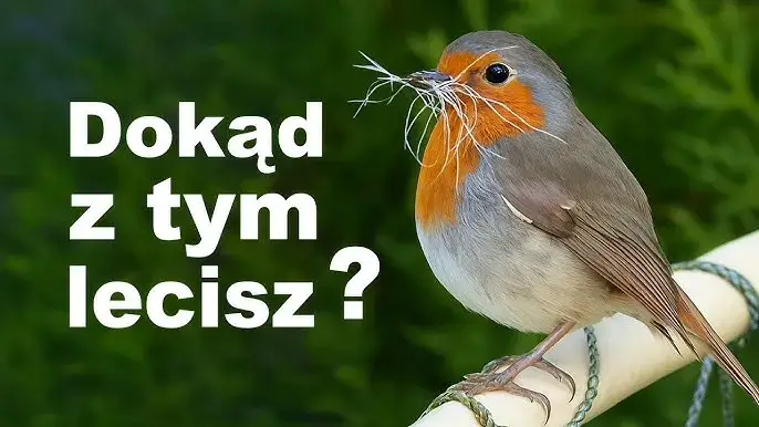 Ptaki bez gniazd: Poznaj sprytne strategie lęgowe i ich sekrety