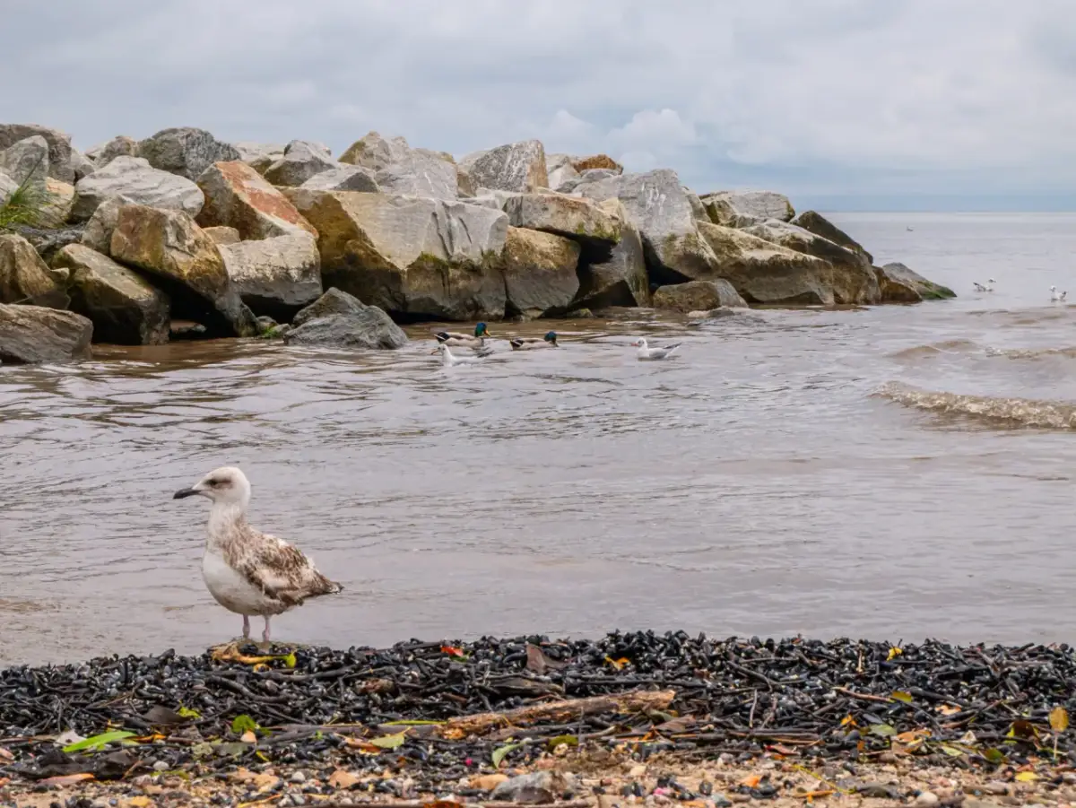 Kąty Rybackie: Spokój, natura i top atrakcje Mierzei Wiślanej