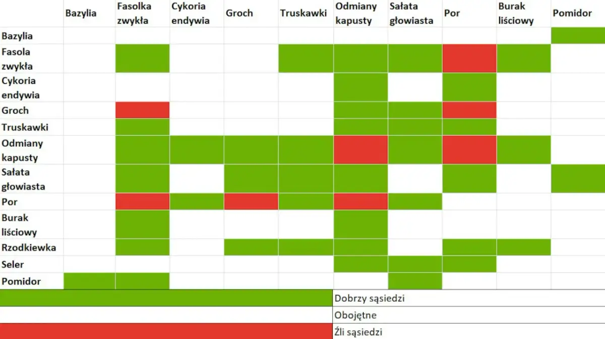 Jakie warzywa siać obok siebie tabela - uniknij błędów w ogrodzie