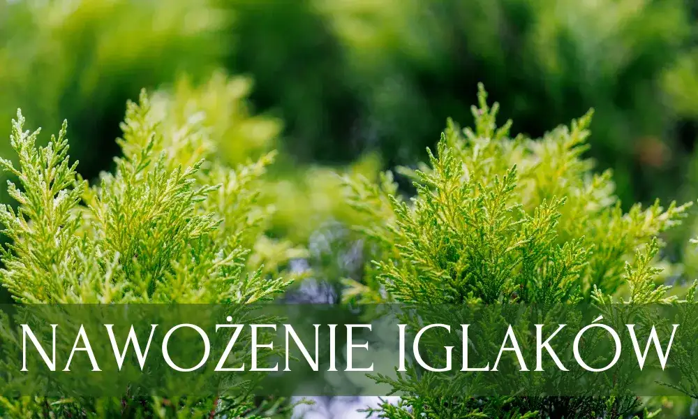 Jaki nawóz pod tuje na zimę, aby uniknąć brązowienia igieł?