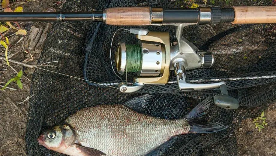 Skuteczne przynęty na leszcza z gruntu, które zwiększą Twój połów