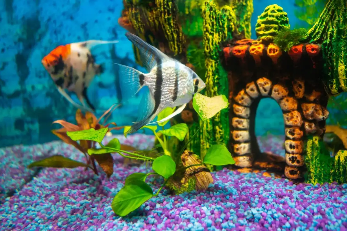 Akwarium 54l: Jakie ryby? Sprawdzone obsady i lista zakazana.