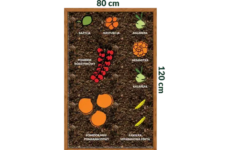 Jak posadzić bazylię i uniknąć najczęstszych błędów w uprawie