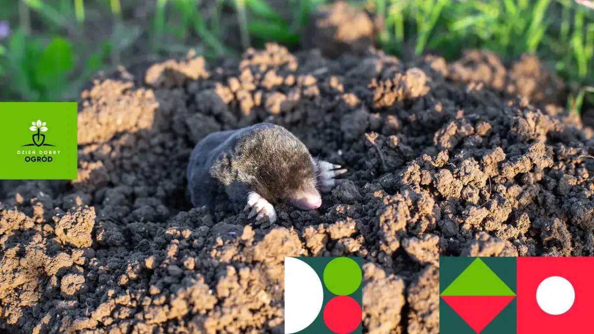 Agresywne sroki w ogrodzie? Sprawdź, jak je humanitarnie odstraszyć!