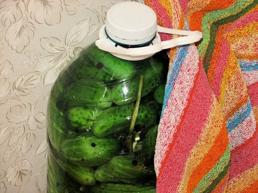 Jak kisić ogórki w beczce plastikowej - proste kroki, które musisz znać