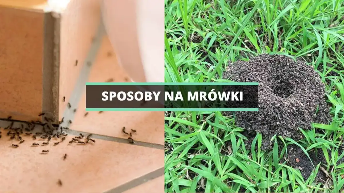 Mrówki w ogrodzie: Skuteczne sposoby na pozbycie się problemu