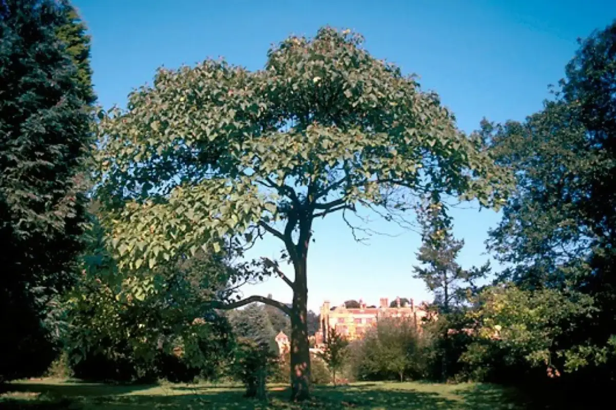 Jak uprawiać paulownię (drzewko szczęścia) w Polsce? Poradnik