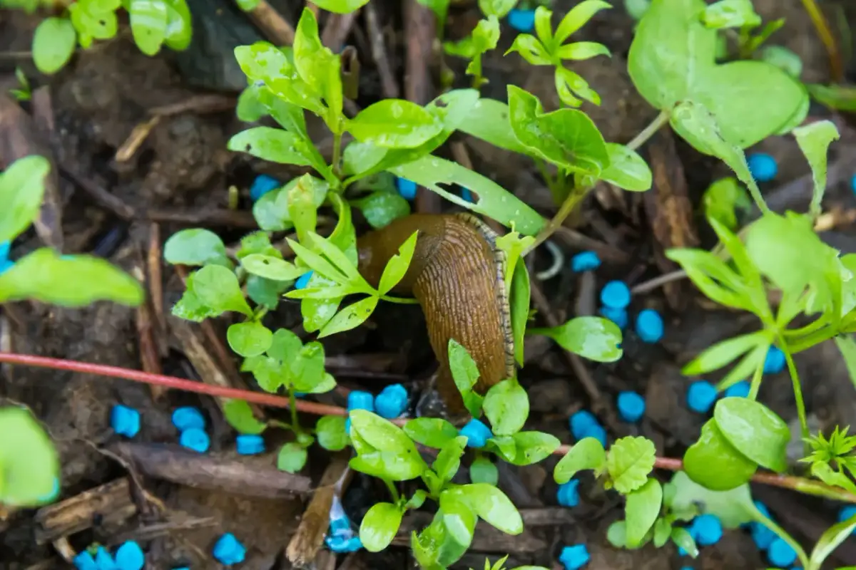 Jak stosować niebieskie granulki na ślimaki, aby uniknąć zniszczeń w ogrodzie