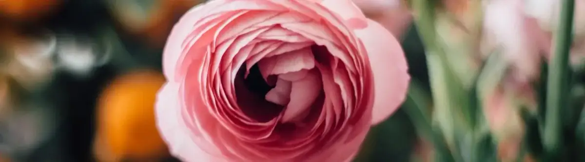 Czy jaskier jest wieloletni? Odkryj sekrety jego uprawy i pielęgnacji