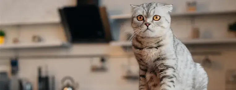 Czy koty mogą jeść orzechy? Dowiedz się, co może im zaszkodzić