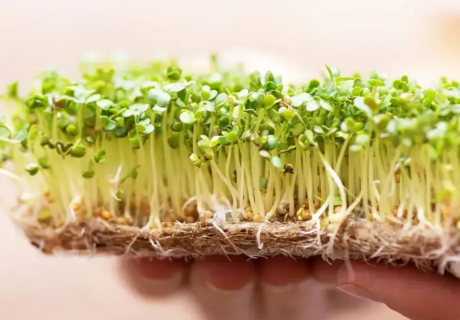 Jak uprawiać kiełki w domu - proste sposoby na zdrowe odżywianie
