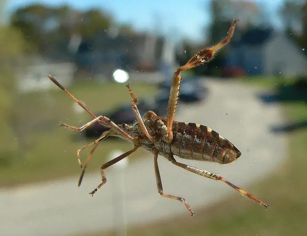 Czy zabicie owada to grzech? Etyka i moralność w różnych religiach