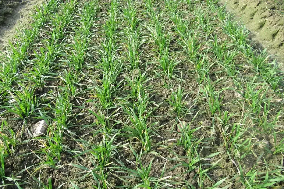 Jakie nawozy pod zboża ozime zapewnią zdrowy plon i dobre rezultaty?