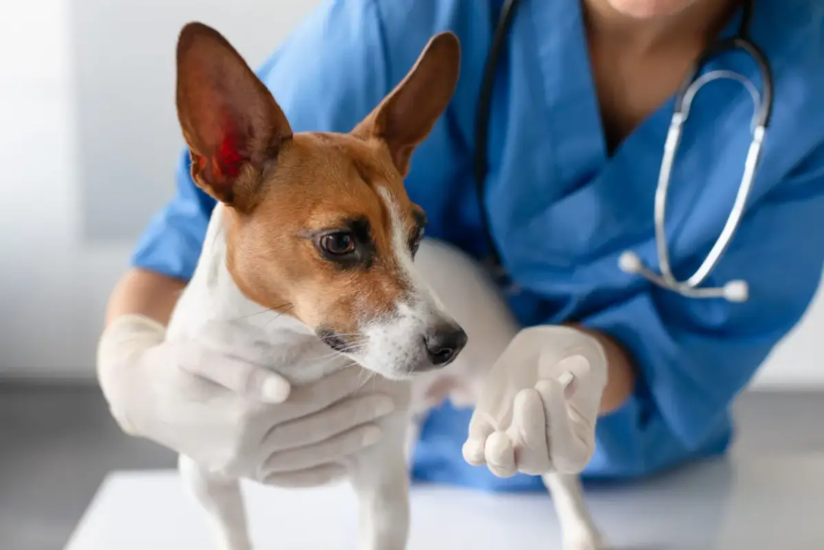 Bezpieczne żerdzie dla papug: lista drzew, przygotowanie. Czy wiesz wszystko?