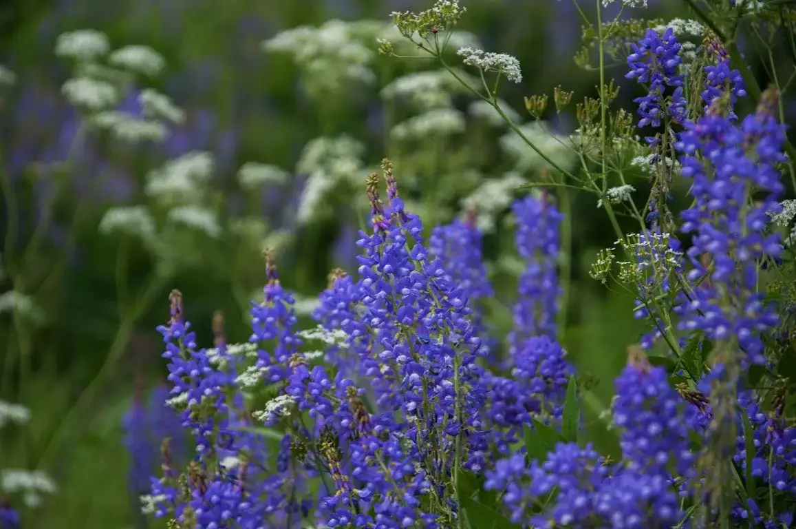 Kiedy siać lucernę, aby uniknąć błędów i zwiększyć plony