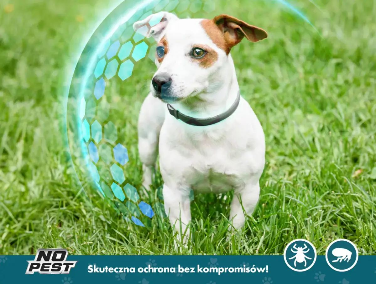 Jaką obrożę przeciw kleszczom wybrać, aby zapewnić bezpieczeństwo?