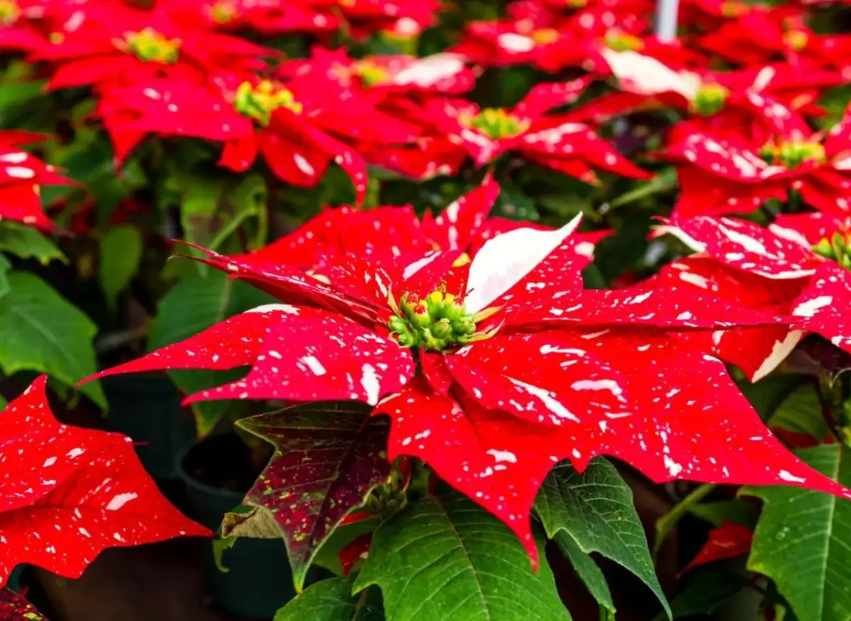 Jak uprawiać gwiazdę betlejemską, aby pięknie zakwitła na święta