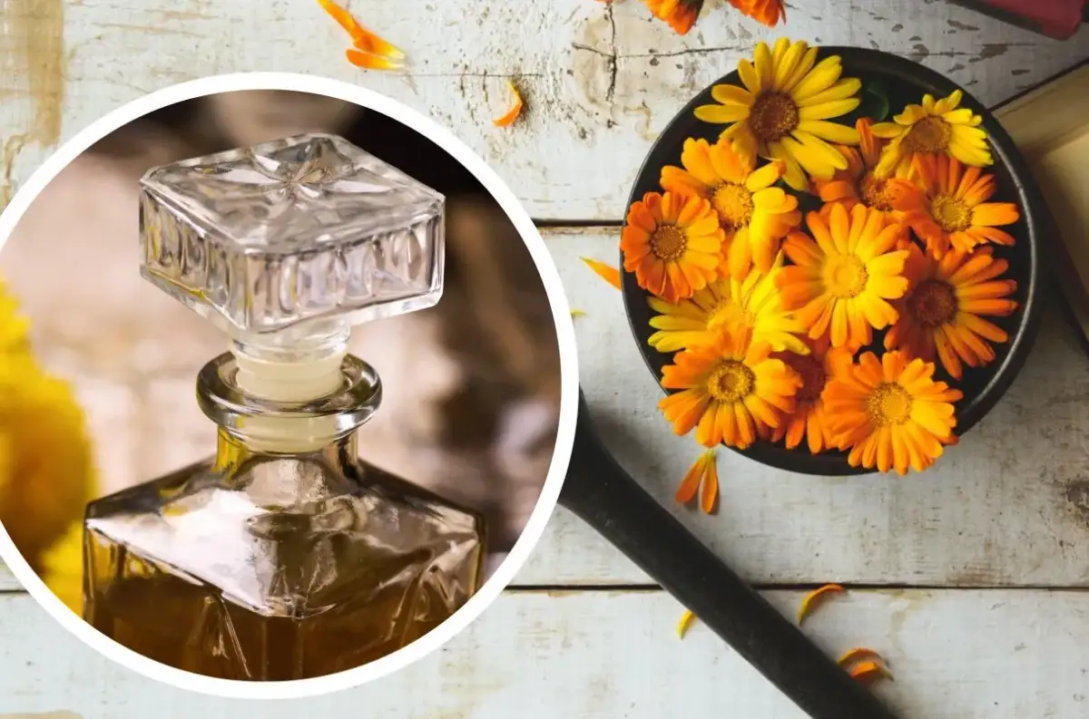 Jak zrobić napar z nagietka, aby cieszyć się jego zdrowotnymi właściwościami