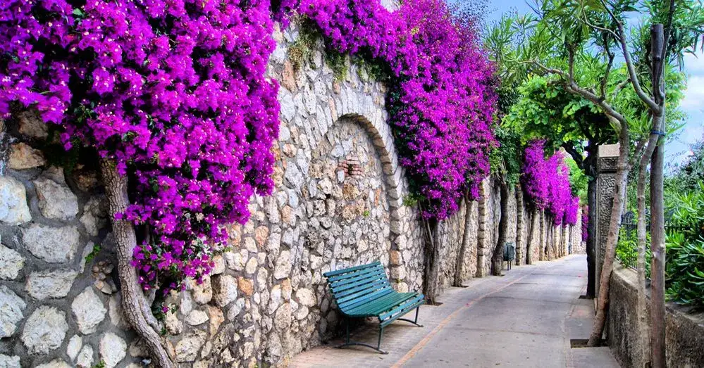 Buganvilla: cuándo plantar para asegurar un crecimiento exitoso
