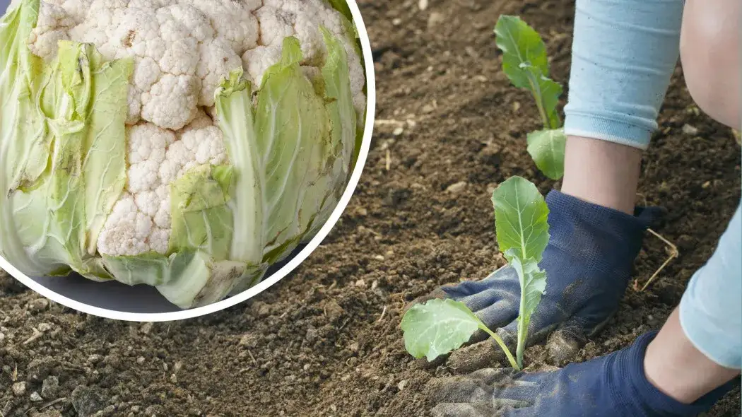 Kiedy sadzimy kalafior? Sprawdź najlepsze terminy i porady