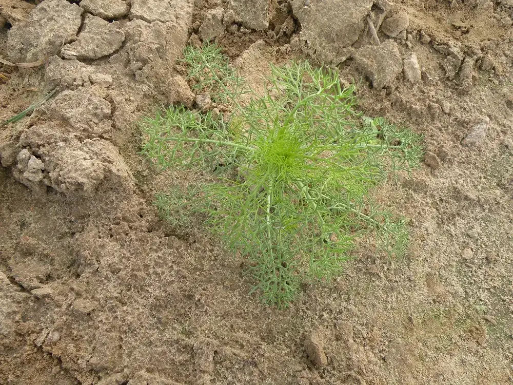 Koper czy trujący chwast? Jak odróżnić i bezpiecznie usunąć