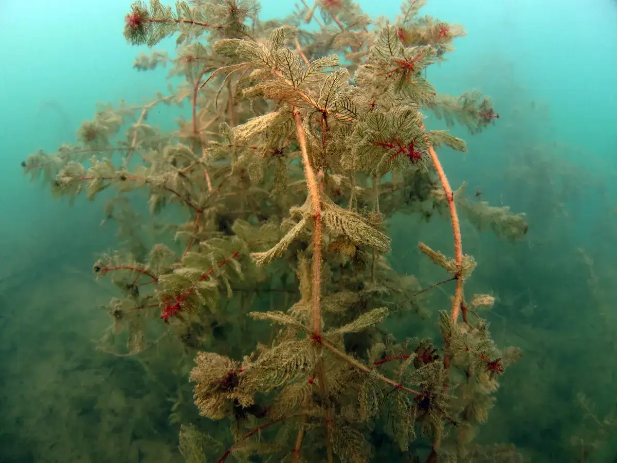 Nurkowanie w Jeziorze Tarnobrzeskim: Atrakcyjne miejsca i warunki