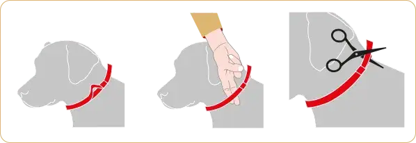 Jak założyć obrożę Sabunol, aby uniknąć problemów z dopasowaniem