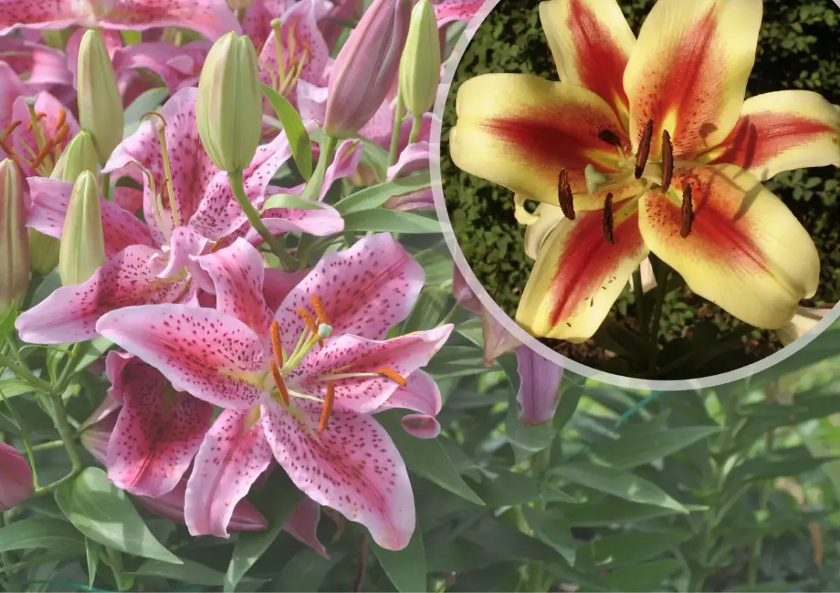 Nawóz do lilii drzewiastych: Jak wybrać i stosować?