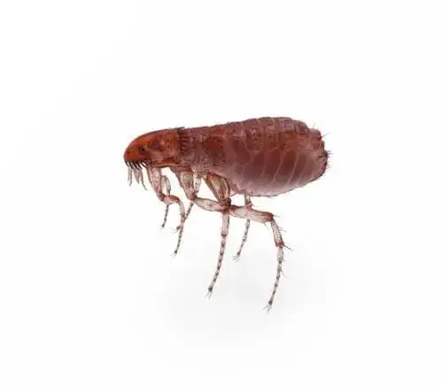 Cómo usar bomba pulgas de forma segura y efectiva en tu hogar