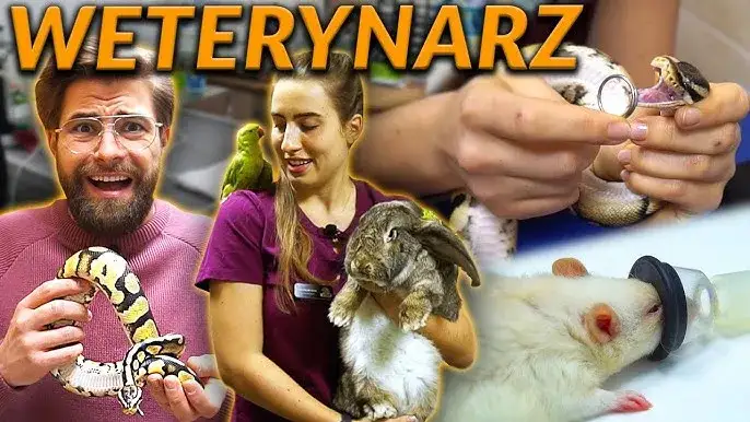 Ile zarabia weterynarz w zoo? Zaskakujące fakty o wynagrodzeniach