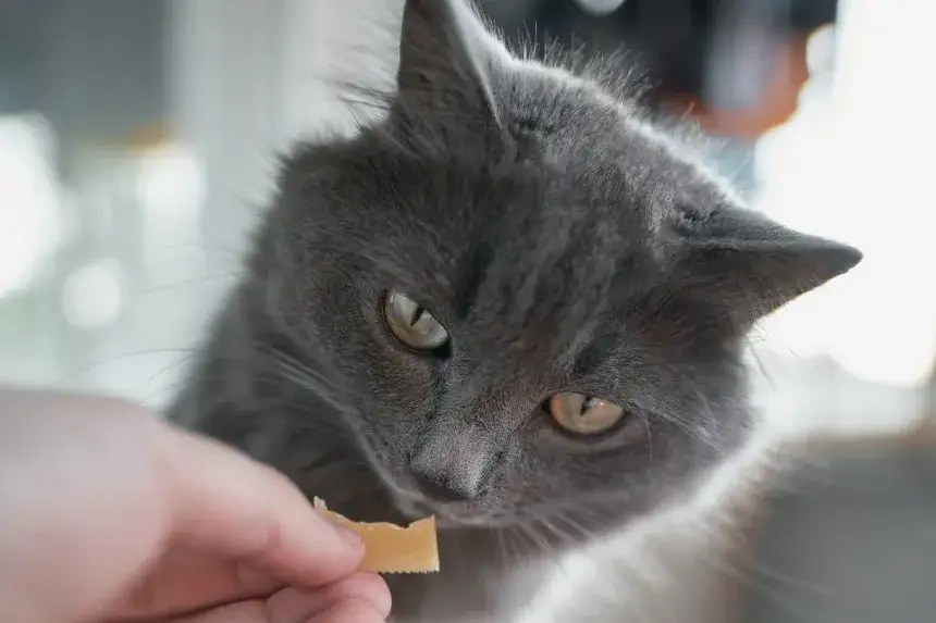 Czy koty mogą jeść żółty ser? Fakty i zalecenia dla właścicieli