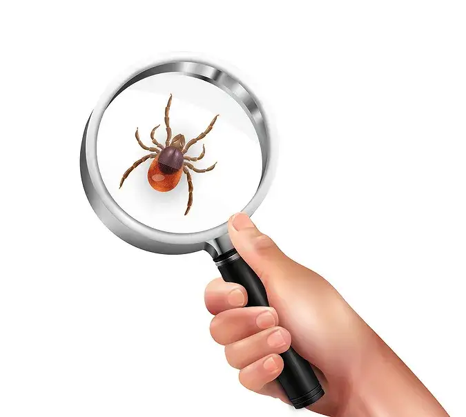 Jak bezpiecznie usunąć kleszcza? Poradnik krok po kroku