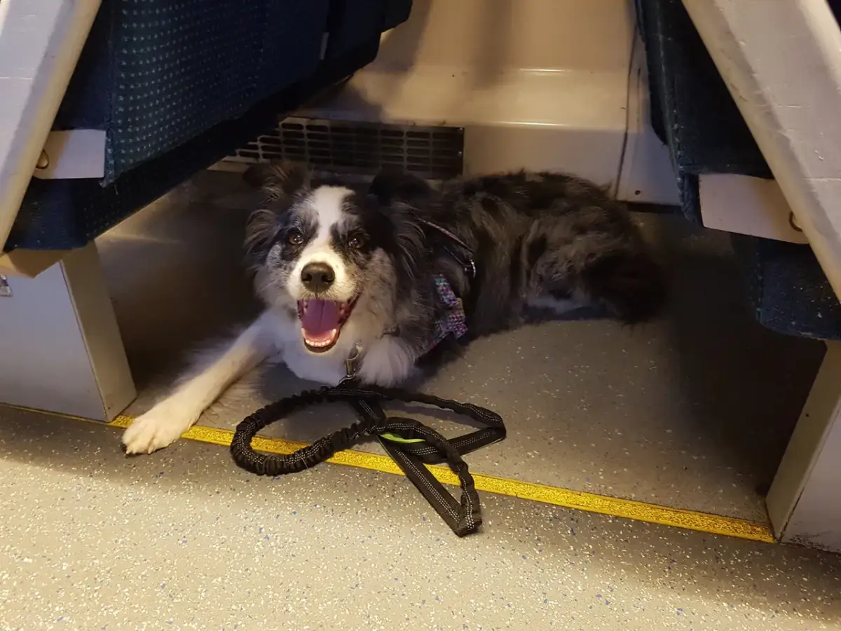 Ile kosztuje bilet dla psa PKP? Zasady przewozu i poradnik