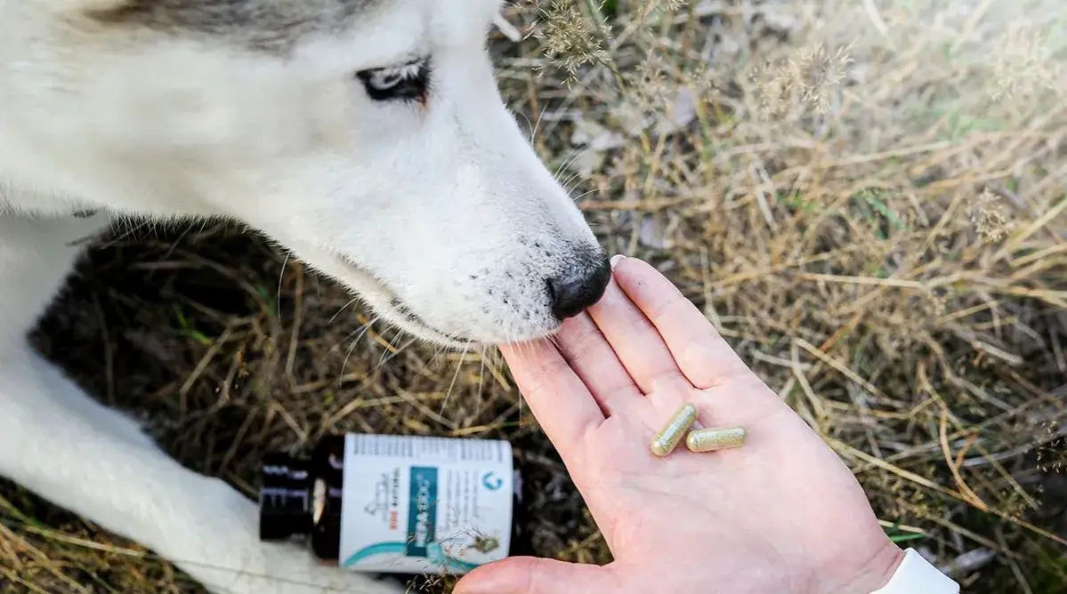 Żelatyna dla psa: Tak, ale... Jak podawać i czego unikać?