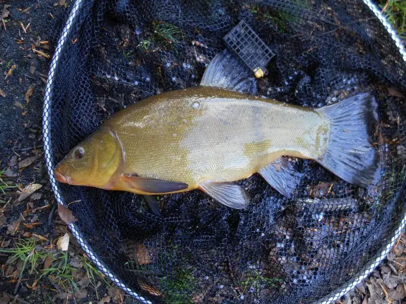 Najlepsze przysmaki na lina: jak złowić tę rybę skutecznie