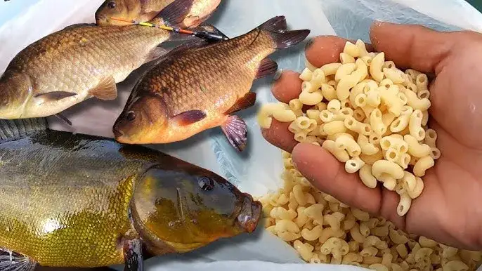 Groch na ryby: Jak przygotować? Sekrety skutecznej przynęty.