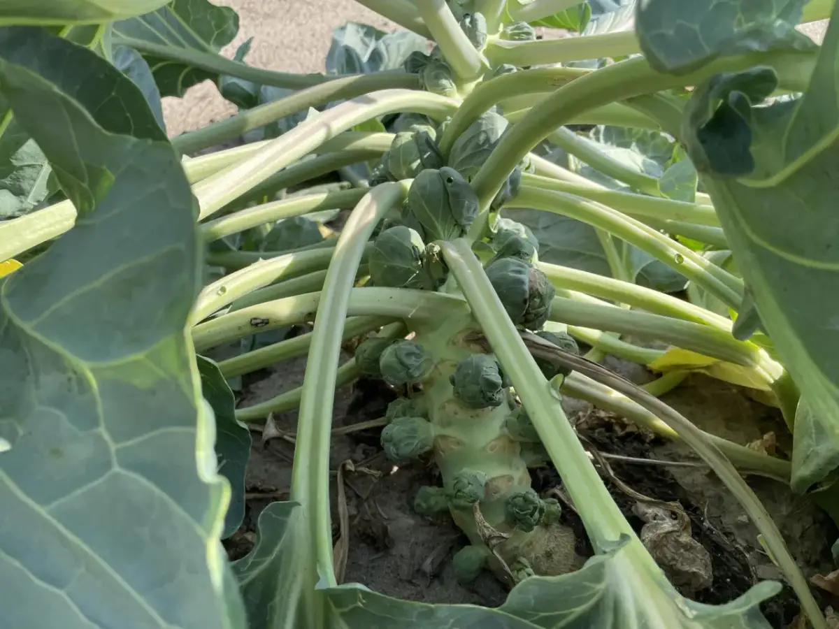 Sezon na brukselkę: kiedy jest najlepsza i jak ją wybrać?