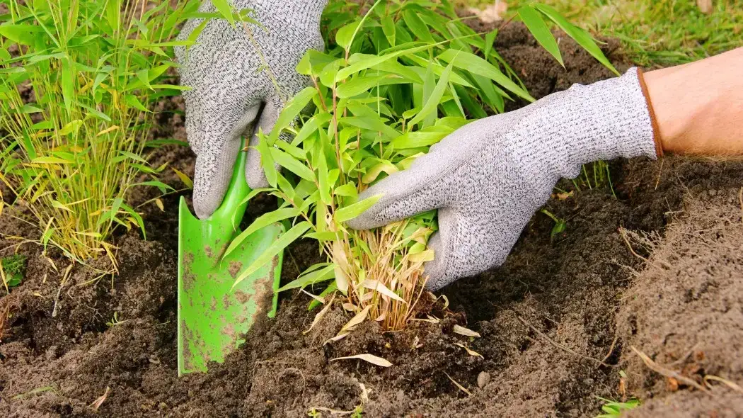 Jak sadzić buki: unikaj najczęstszych błędów przy sadzeniu