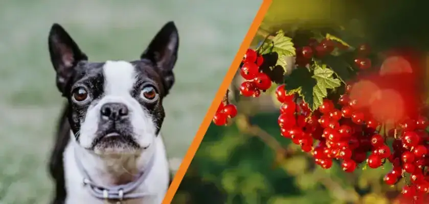 Czy pies może jeść czerwoną porzeczkę? Poznaj fakty i zagrożenia