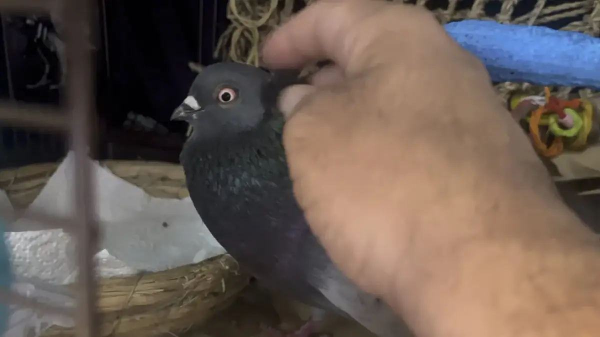 Dłoń głaszcze gołębia siedzącego w gnieździe.