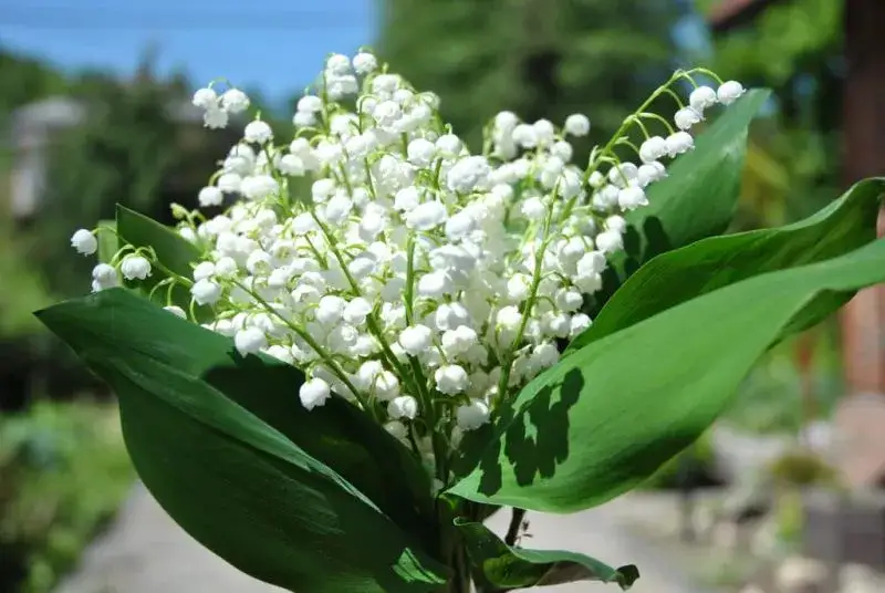 Kiedy jest sezon na konwalie? Sprawdź, kiedy zakwitają te piękne kwiaty