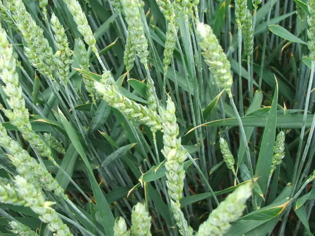 Jakie nawozy pod zboża ozime zapewnią najwyższe plony?