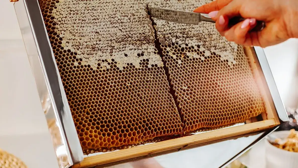 Miód a weganizm: dlaczego pszczeli produkt nie jest wegański?