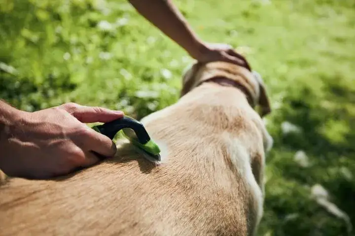 Co na wypadanie sierści u psa? Skuteczne metody i porady weterynaryjne