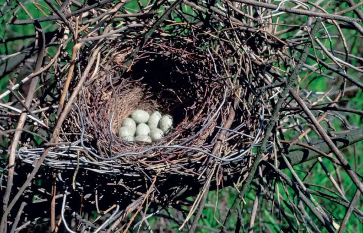 Z czego ptaki budują gniazda? Odkryj sekrety ptasiej architektury!